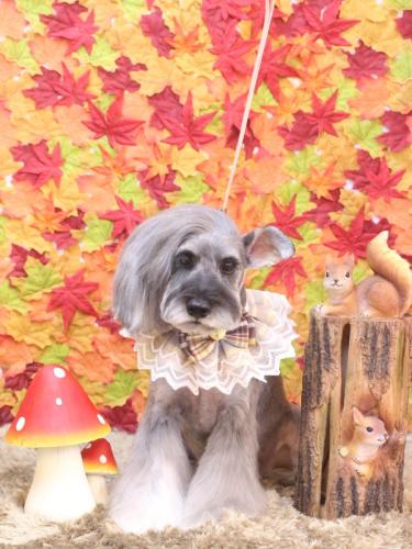 20241102ティノくん